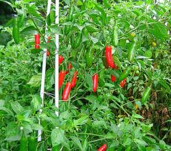 How To Can Chili